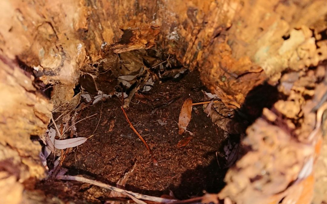 Artenschutzrechtliche Überprüfung von Bäumen – Altholzkäfer